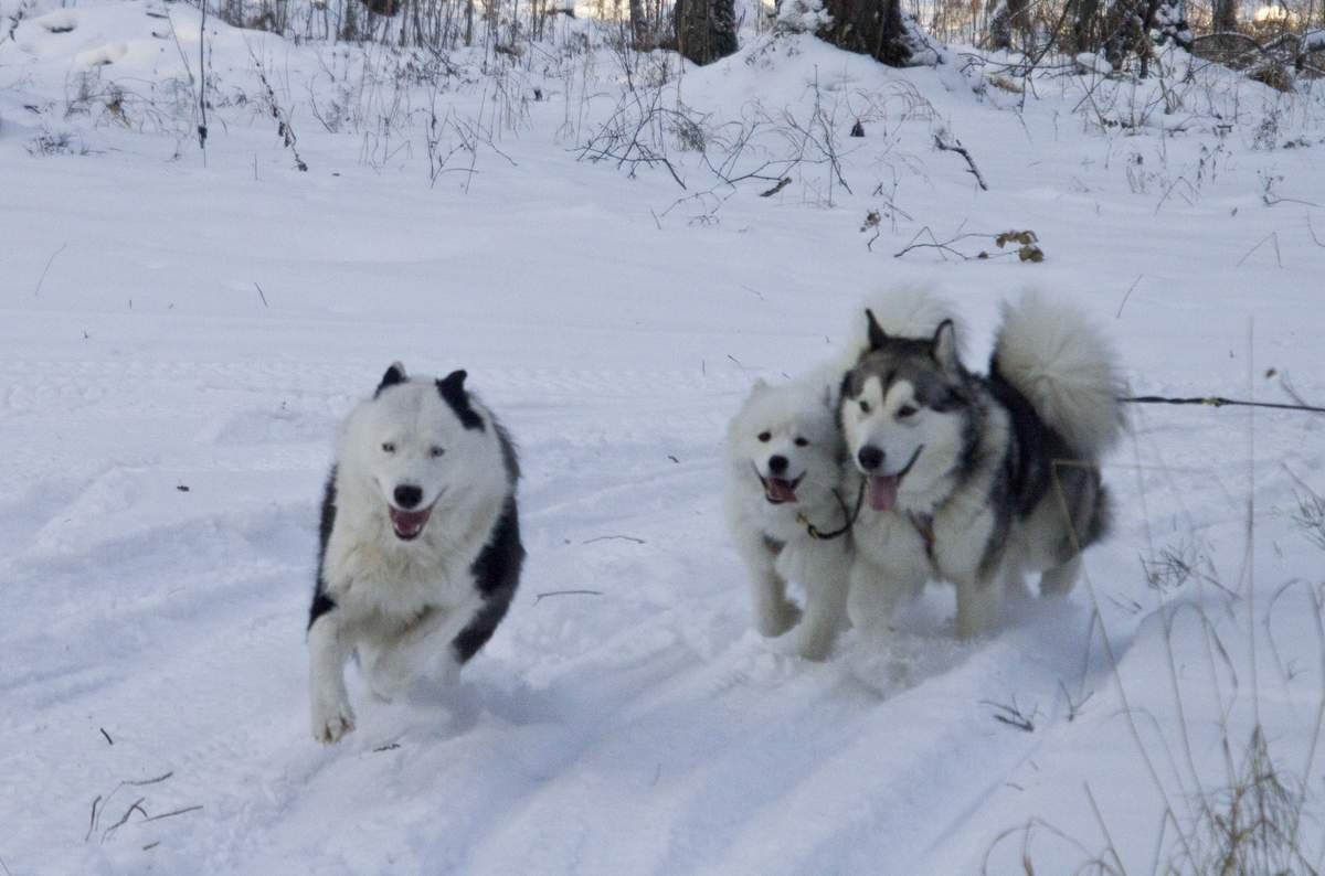 Западно Сибирская лайка 1 год