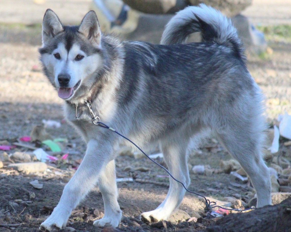 Волкособ порода Волэнд