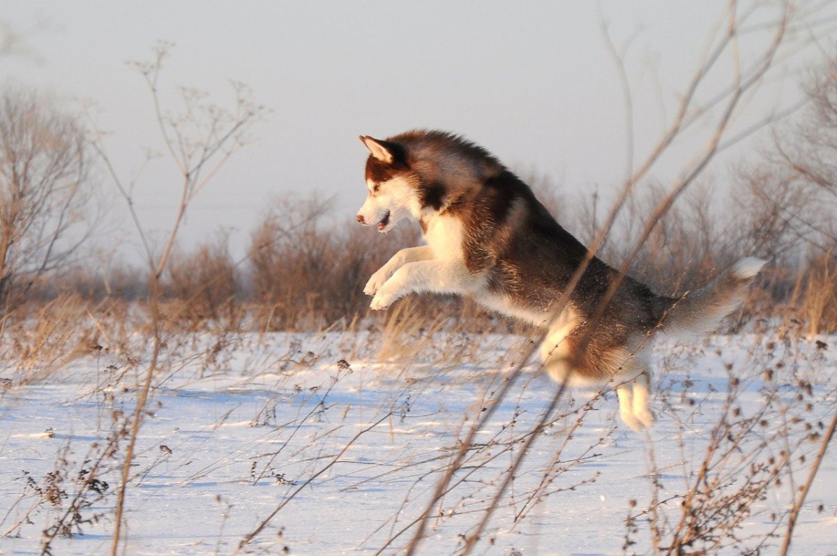 Среднеазиатская лайка