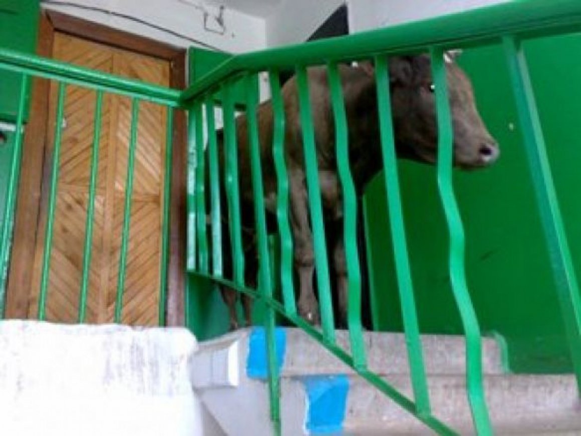 Корова в подъезде