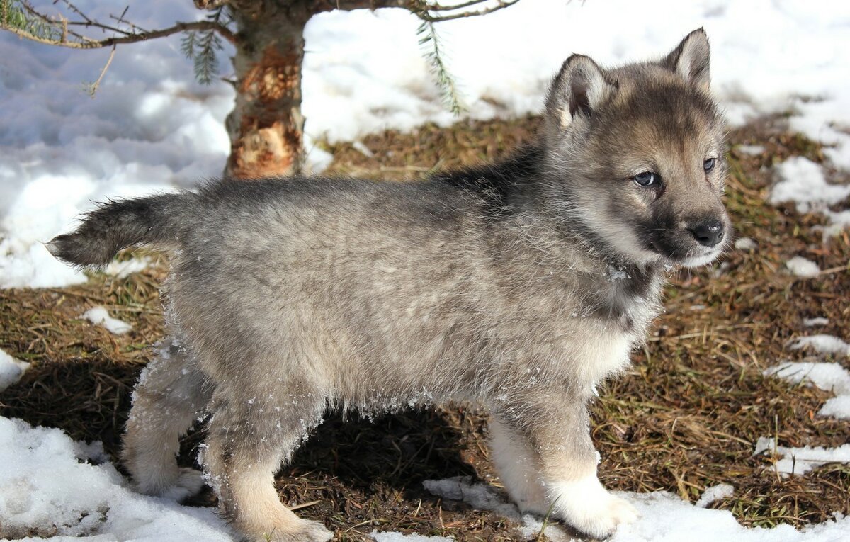Восточносибирская лайка метис