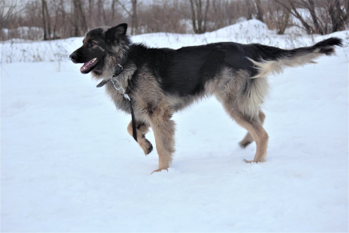 ЗСЛ Пылай плут