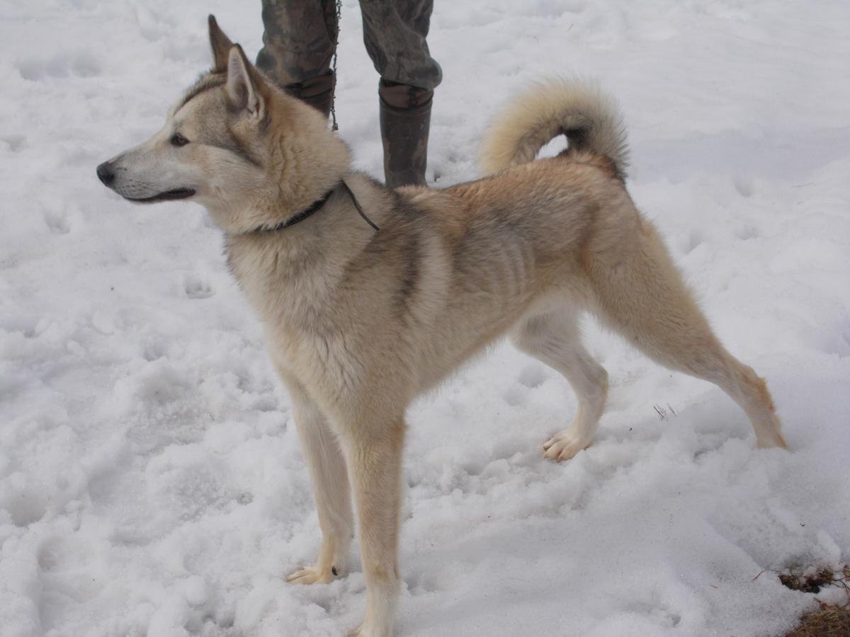 Западно-Сибирская лайка Тайга