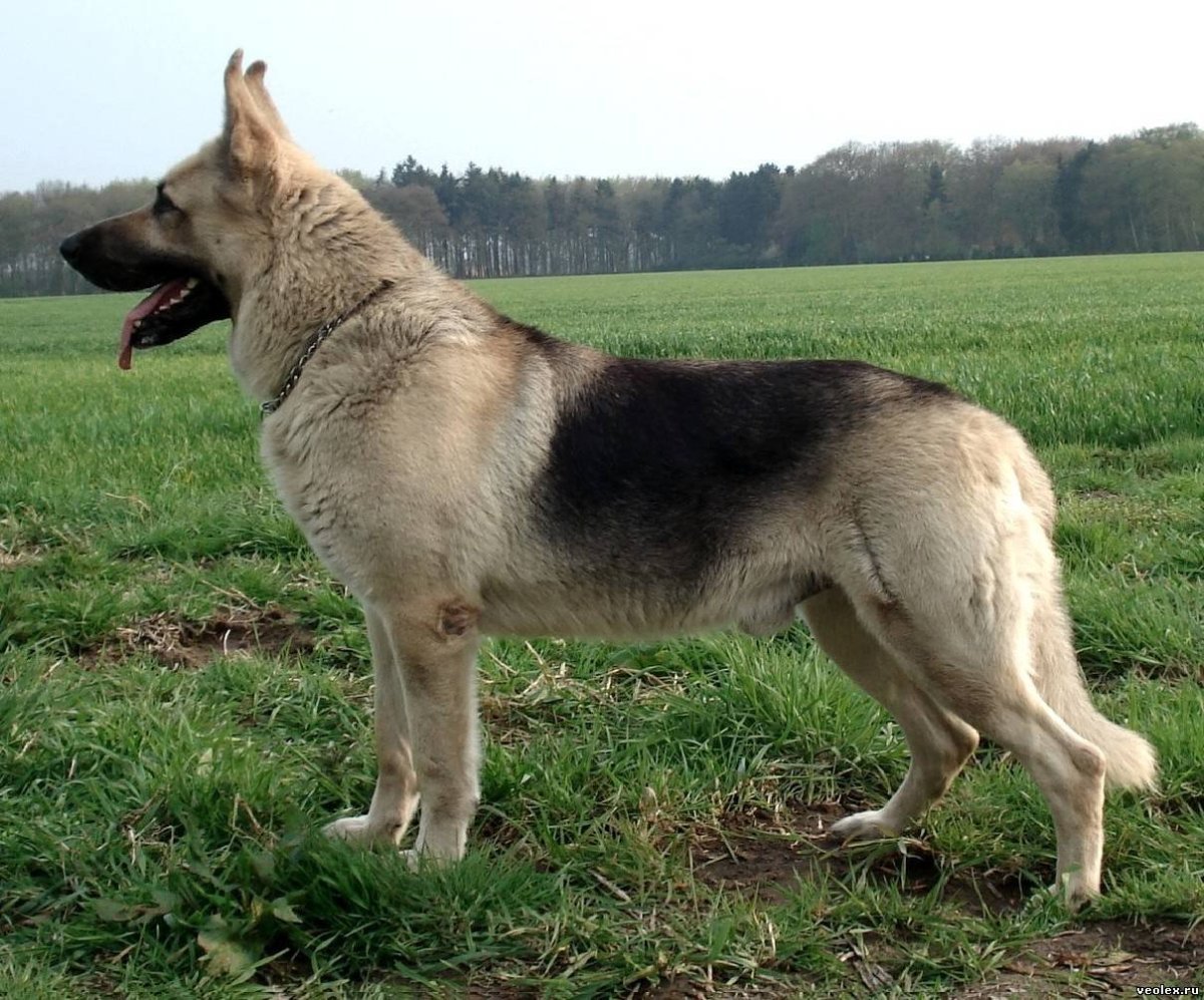 Восточно Сибирская овчарка