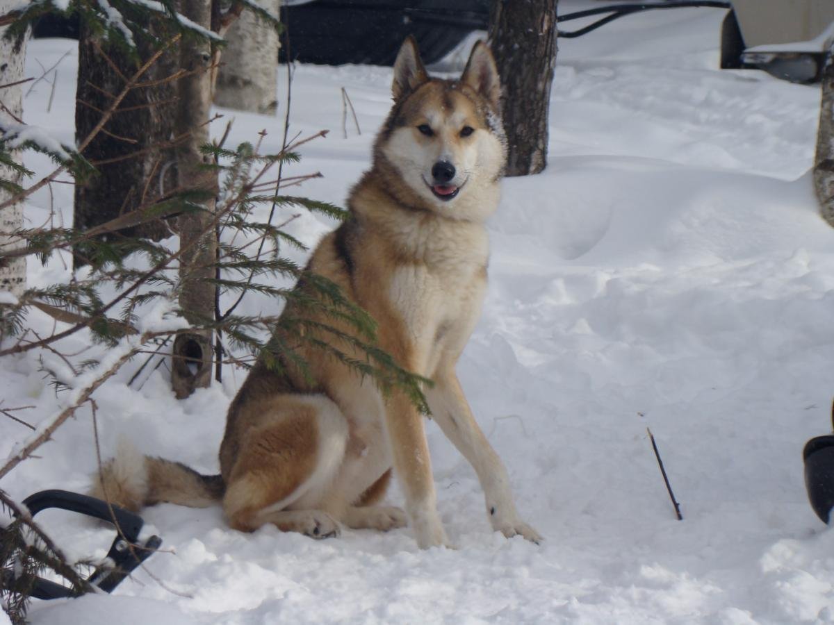 Чехословацкий влчак и овчарка