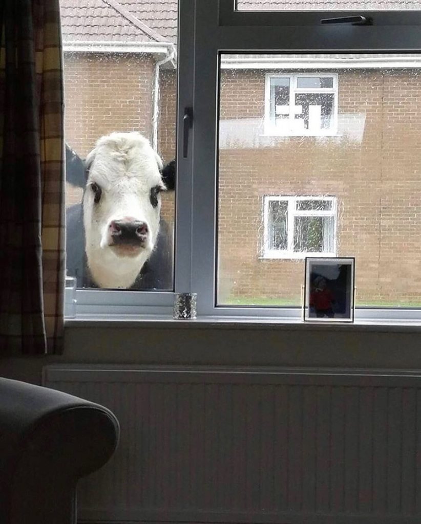 Веселая корова.