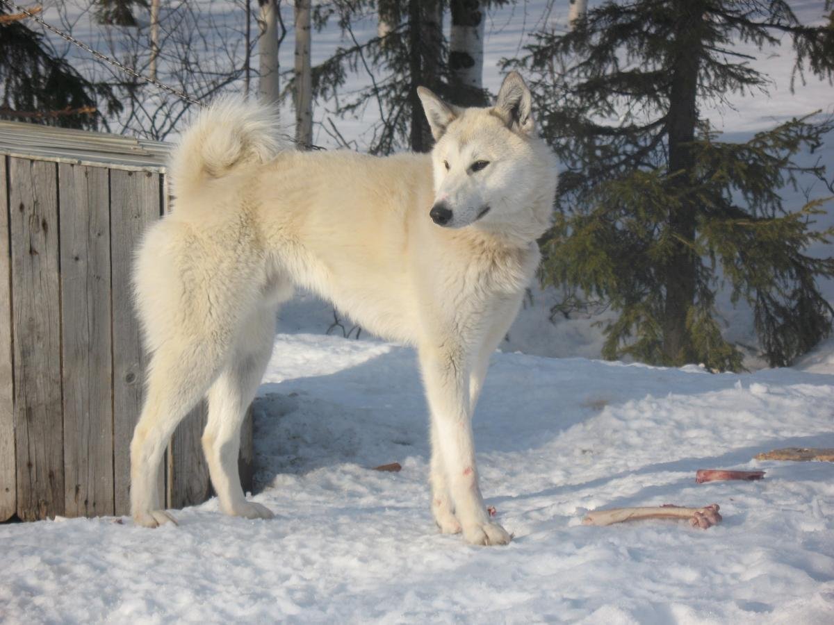 ЗСЛ Кай Сергеева