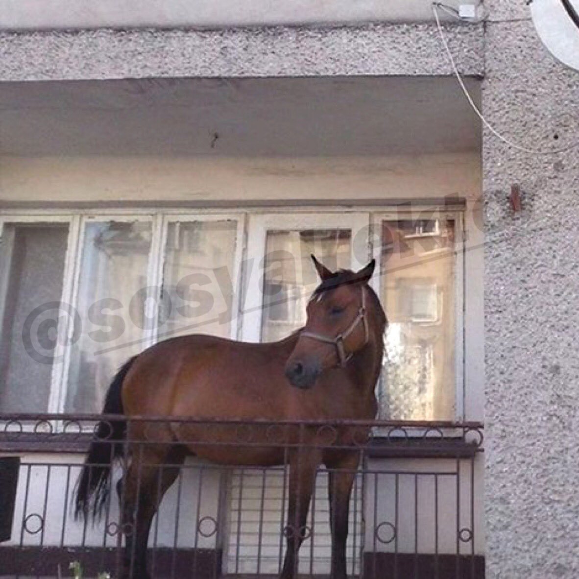 Веселый подъезд