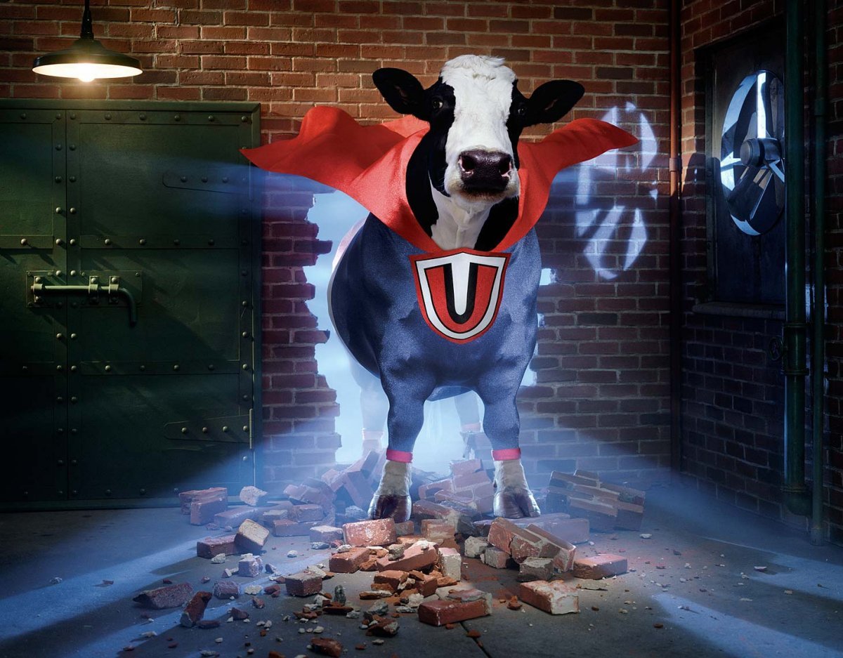 Корова заглядывает в окно