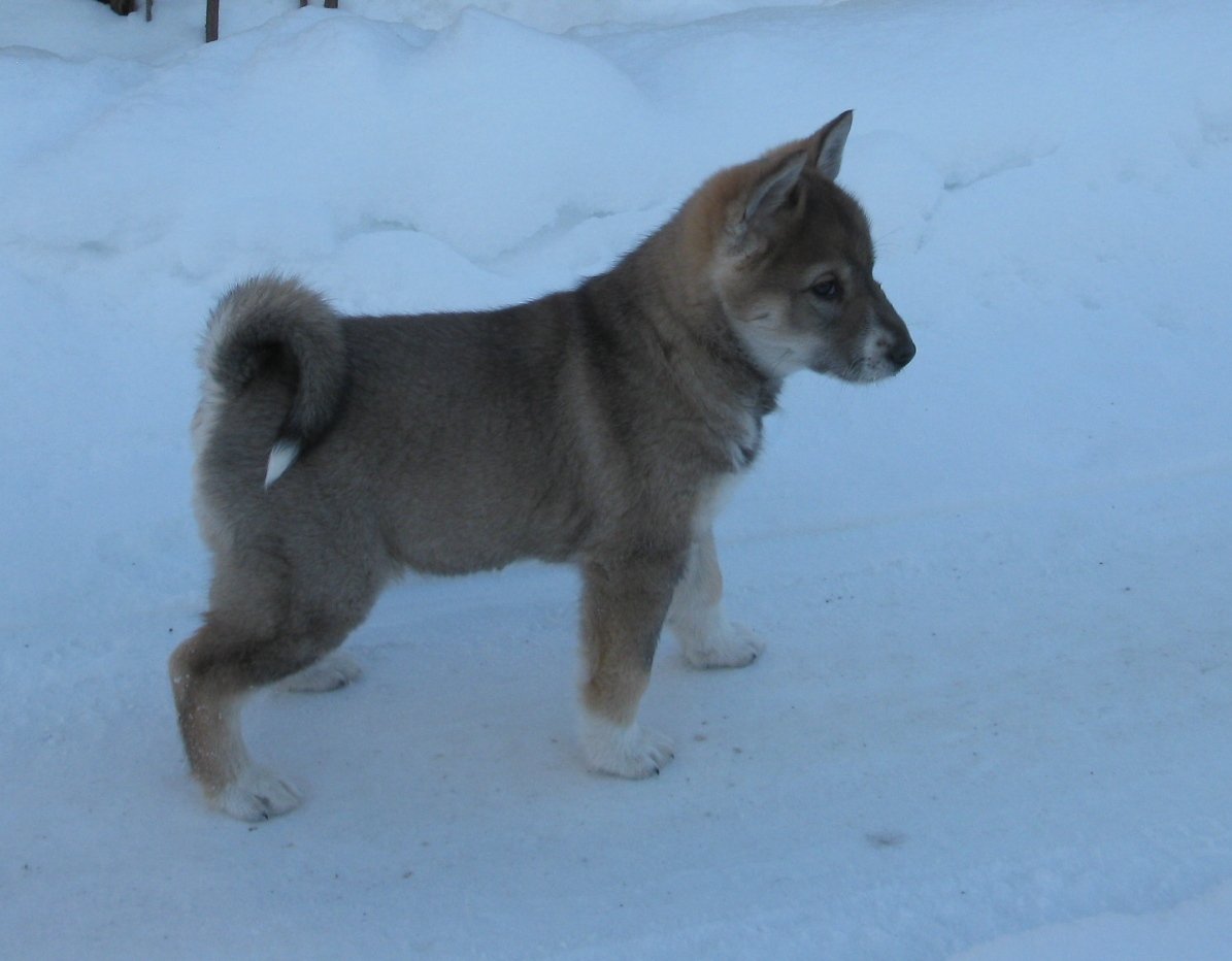 Волкособ и немецкая овчарка