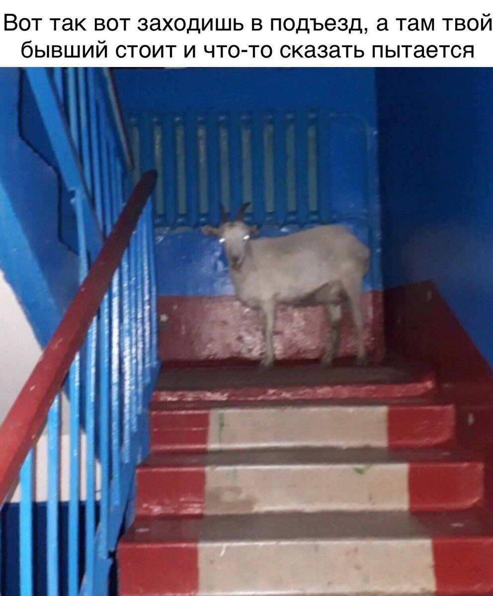 Лошадь в подъезде