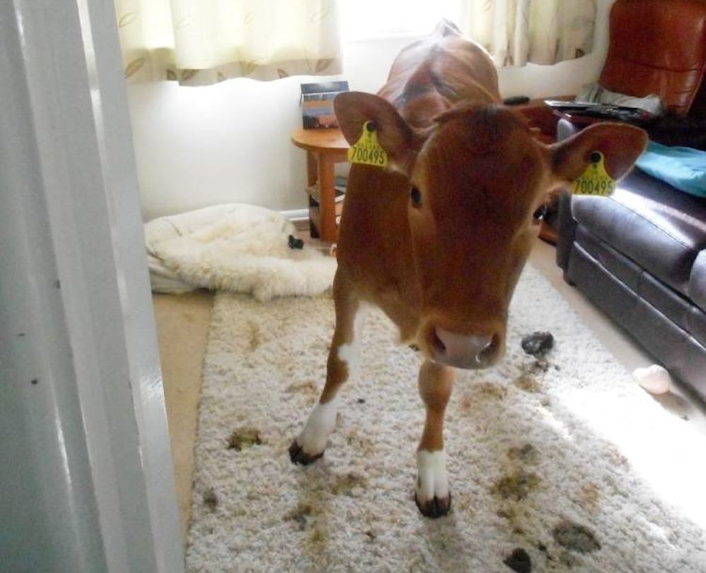 Корова в маске медицинской