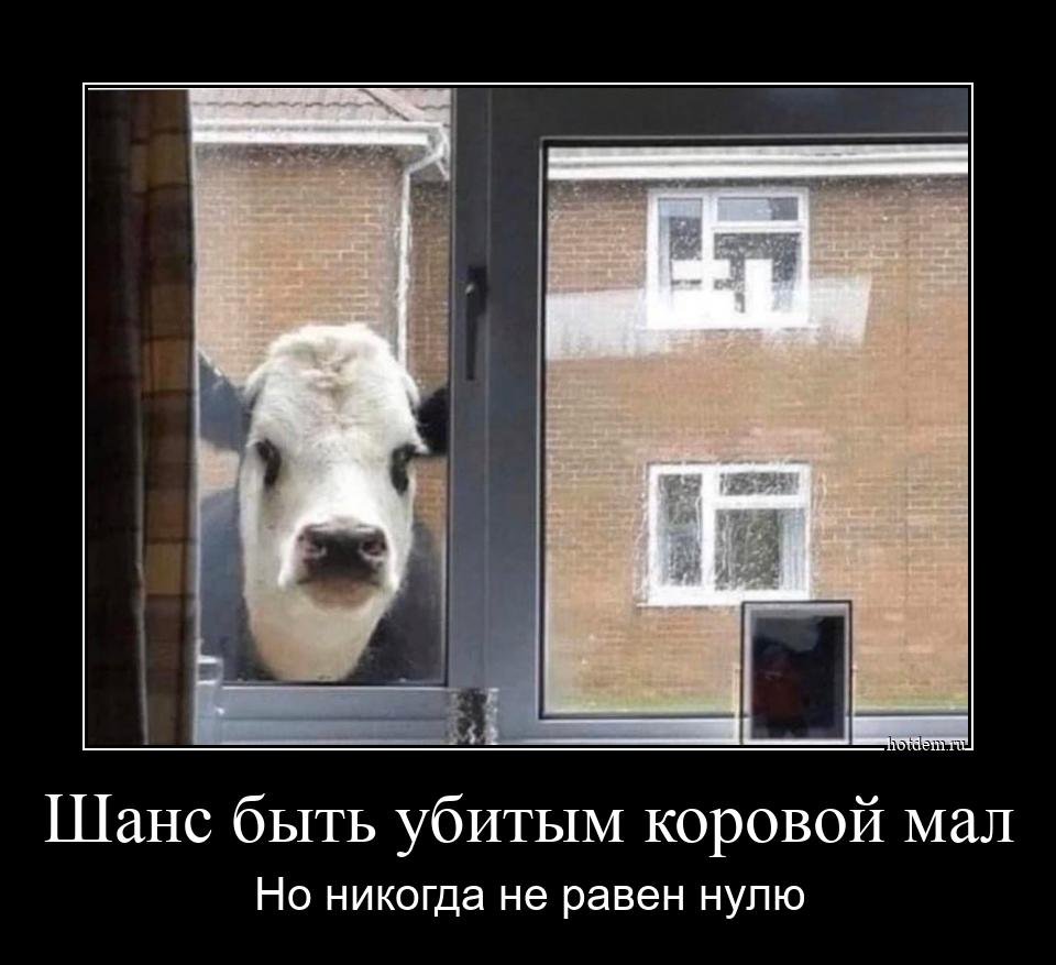 Коровы любовь