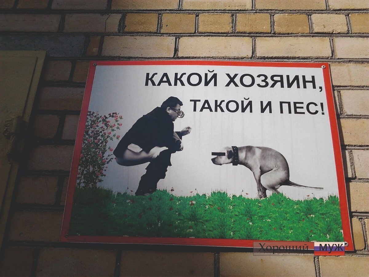 Корова на лестнице