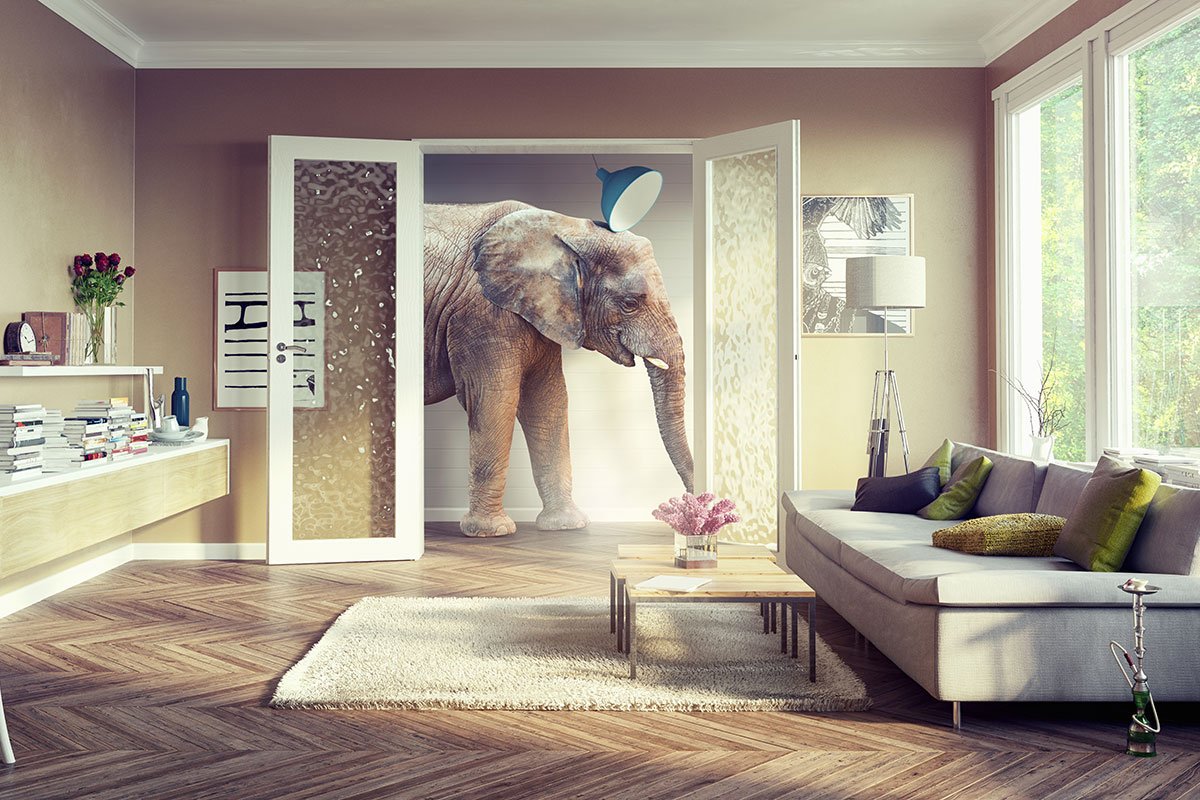 Теленок в квартире