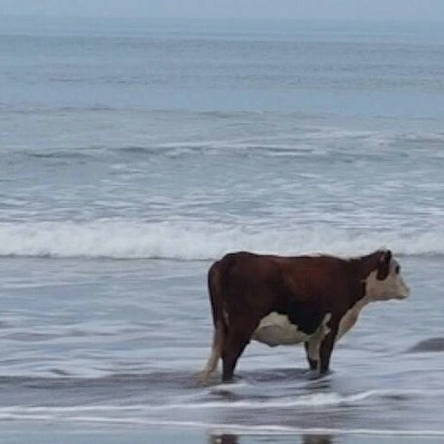 Бык и корова мультяшные