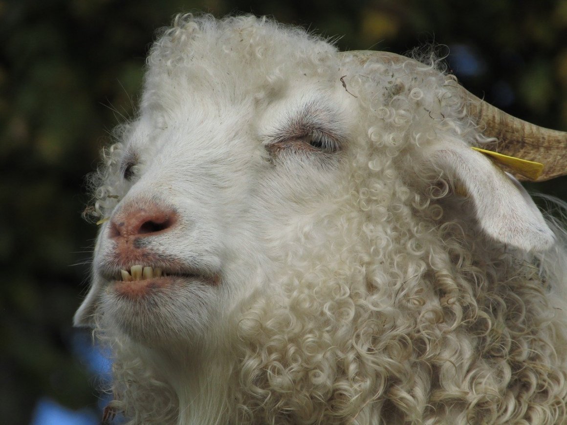 Кудрявый ягненок