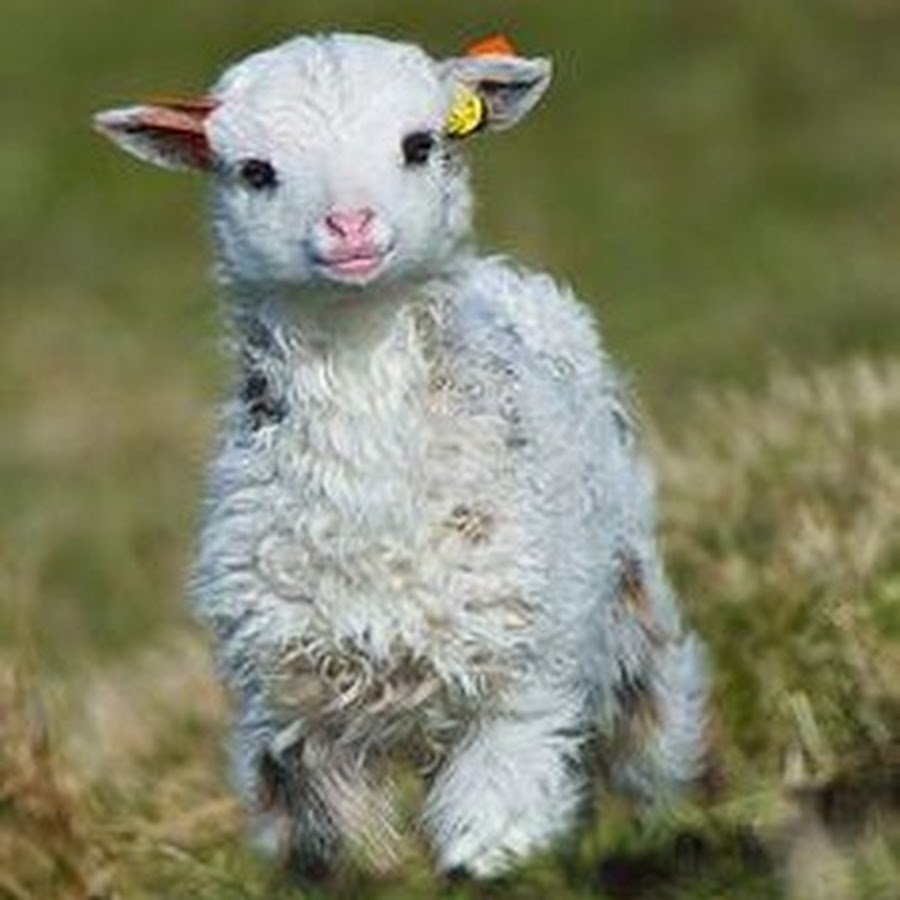 Кудрявая коза