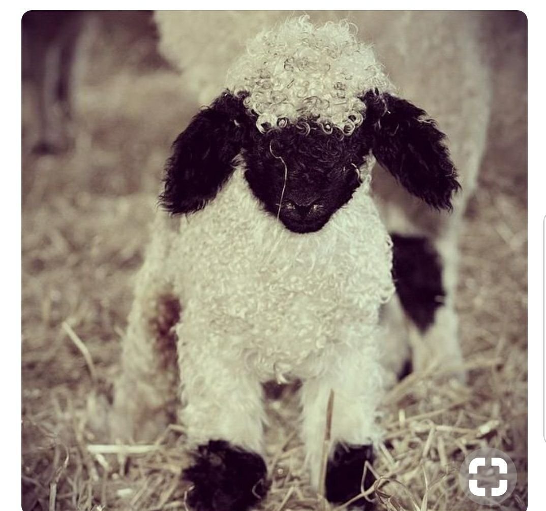 Черноносые овцы и ягнята