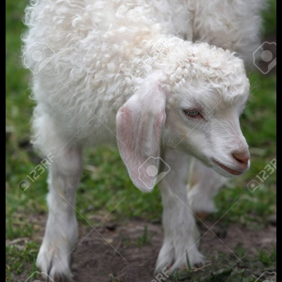 Овечка с длинными ушами