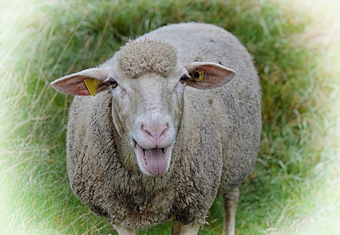 Тоскана овца