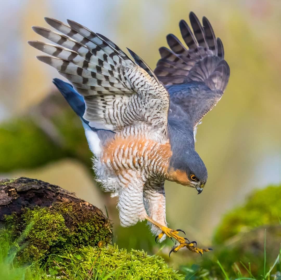 Ястреб тетеревятник Сапсан