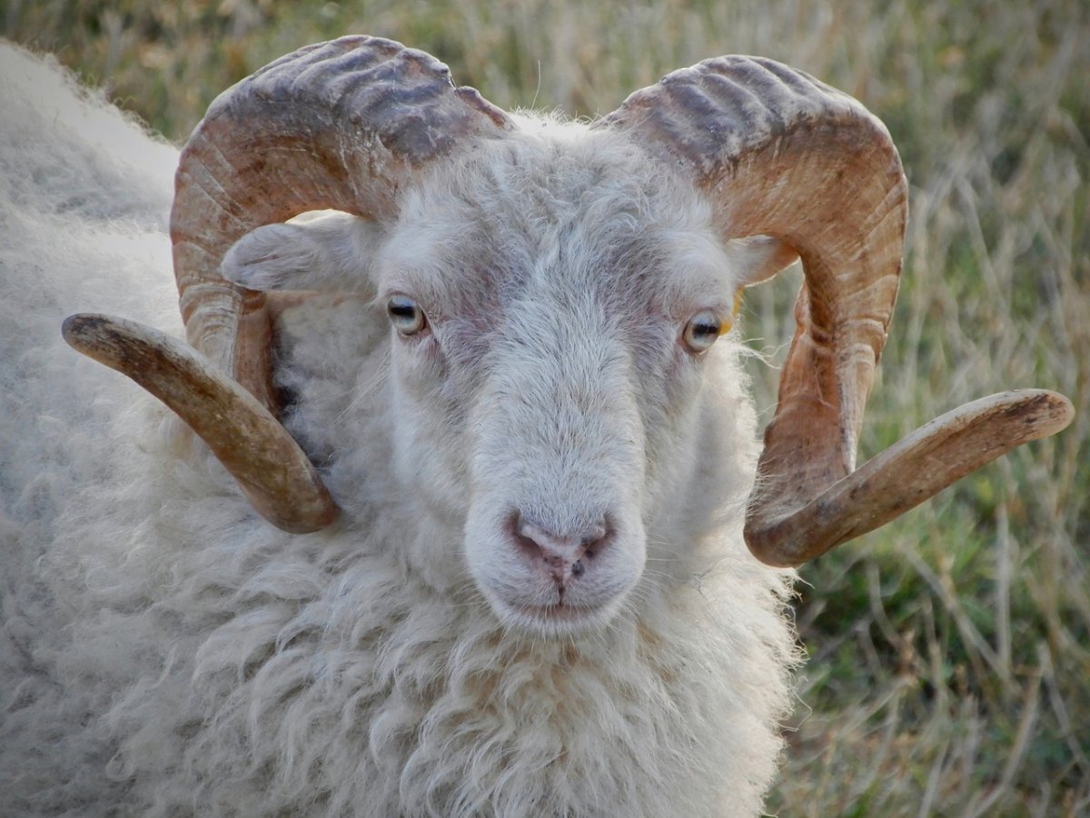 Баран большой