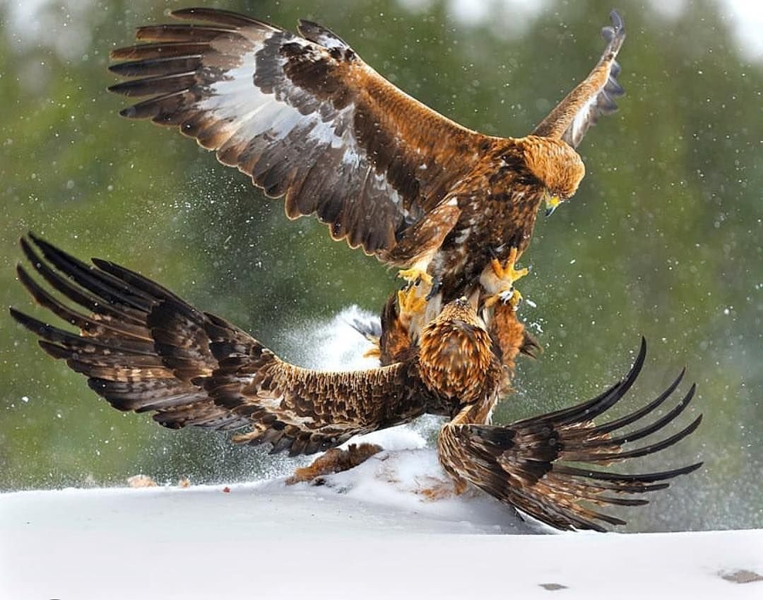 Птицы дерутся в воздухе