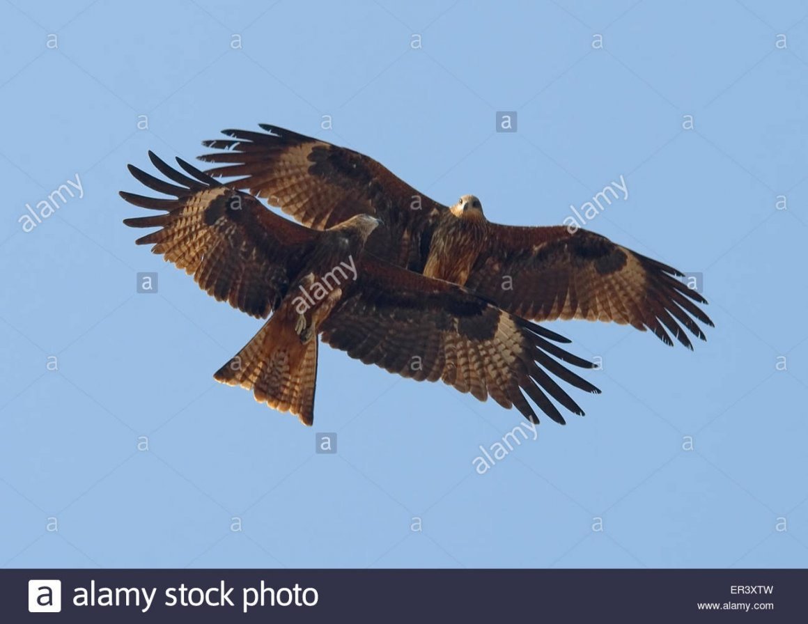 Коршун самка