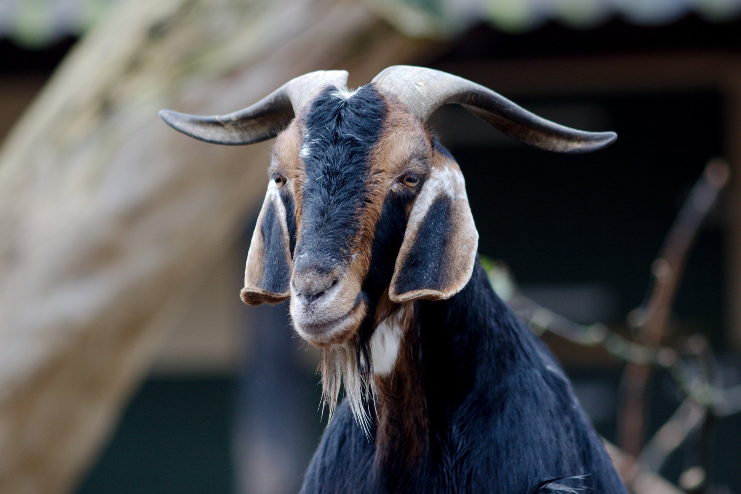Ушами порода козы