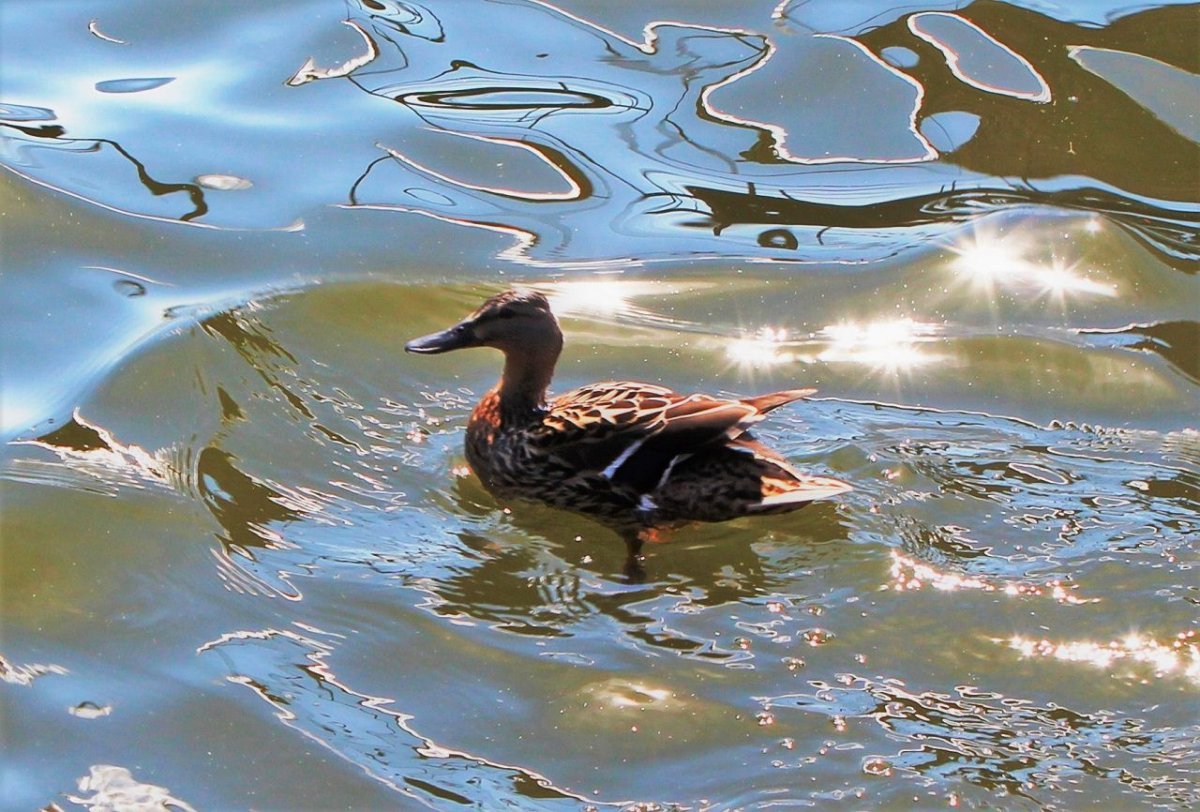 Дикие утки средней полосы