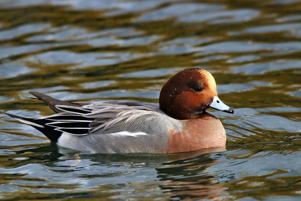 Шилохвость и свиязь
