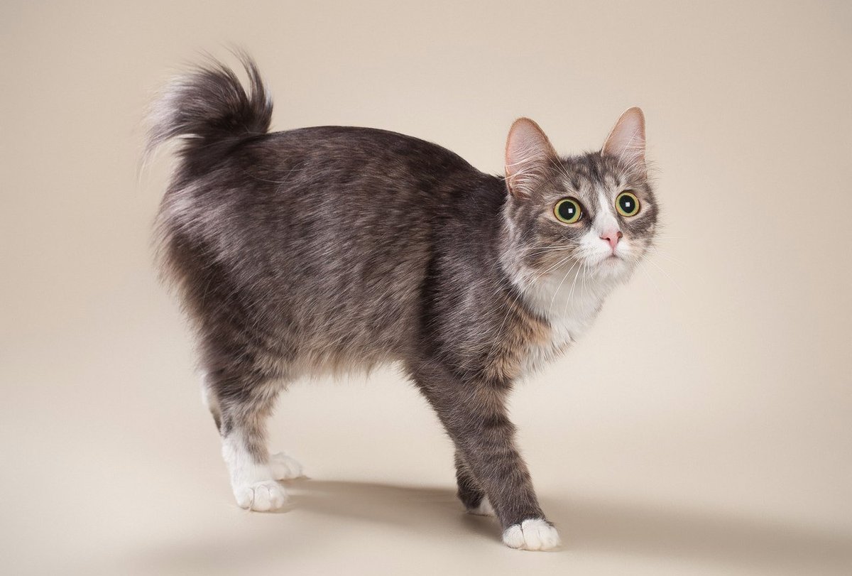 Американский бобтейл длинношёрстный