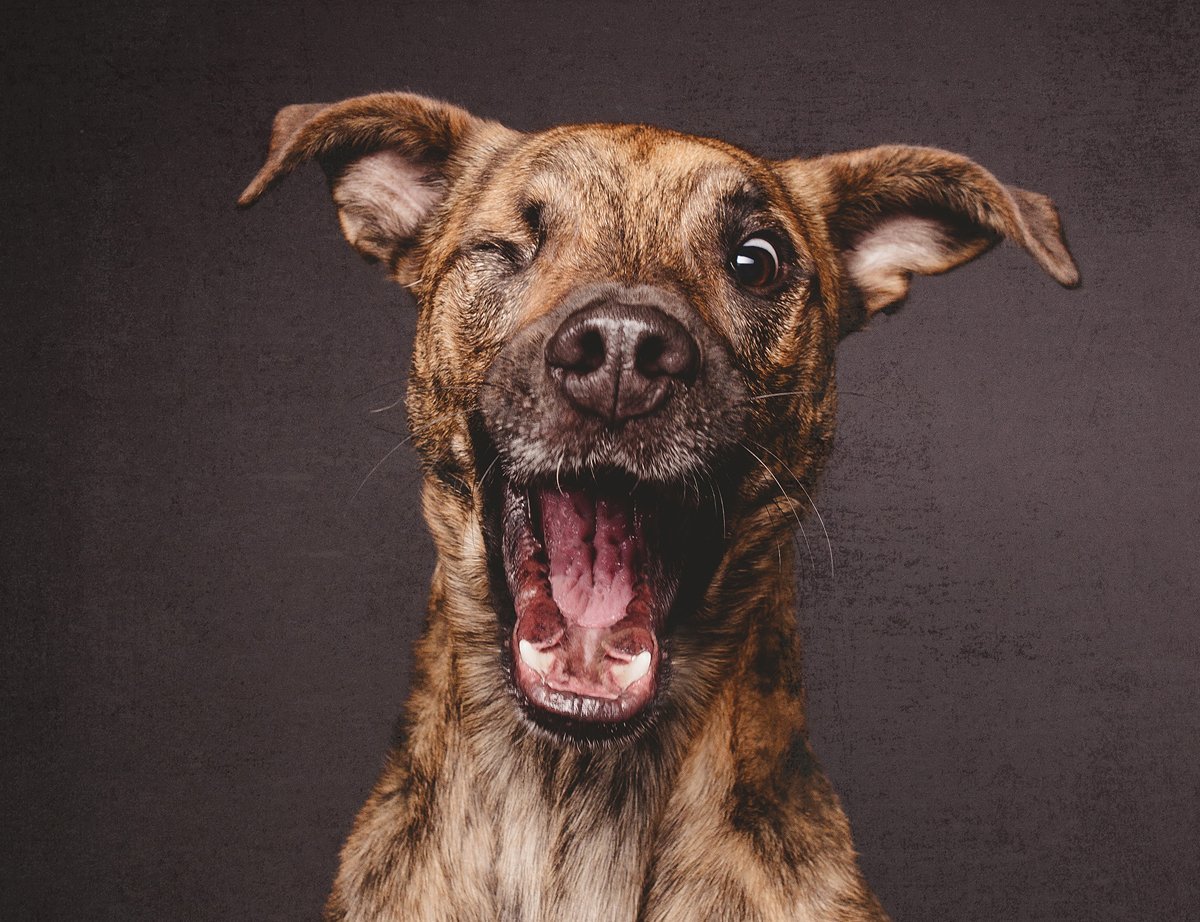 Elke Vogelsang собаки