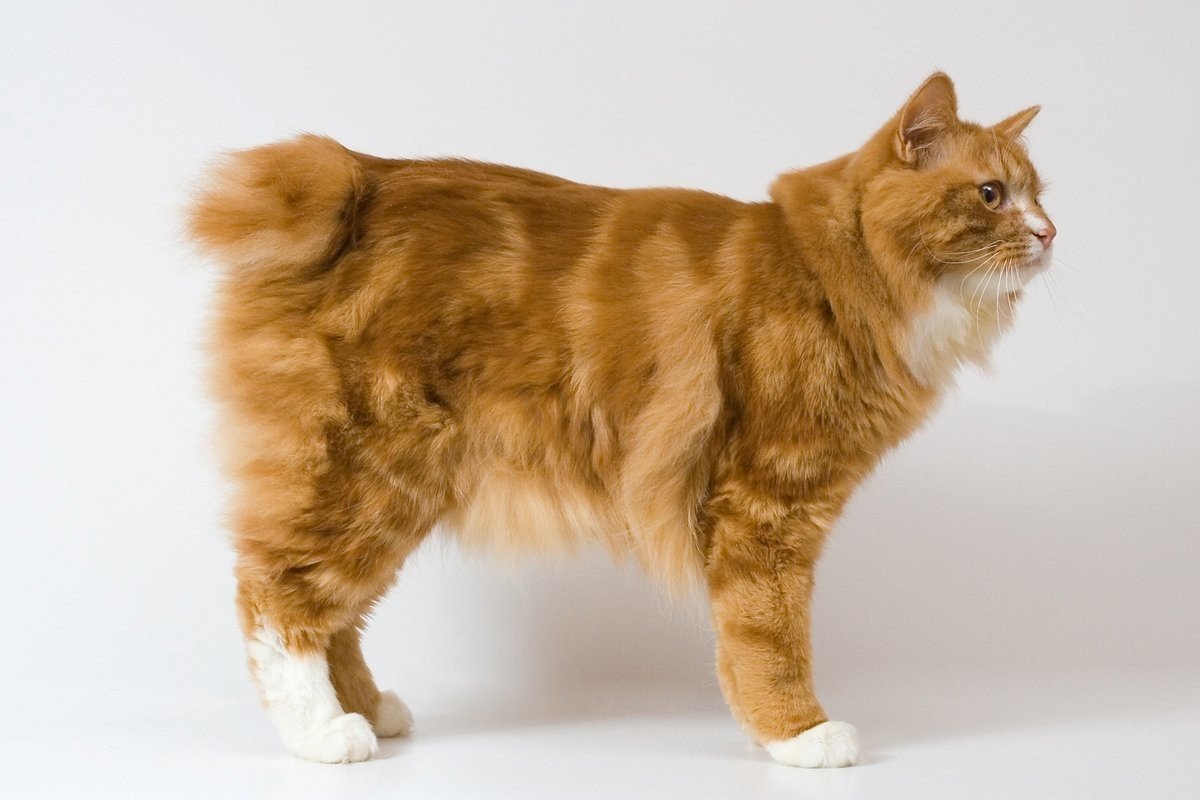 Курильский бобтейл длинношерстный