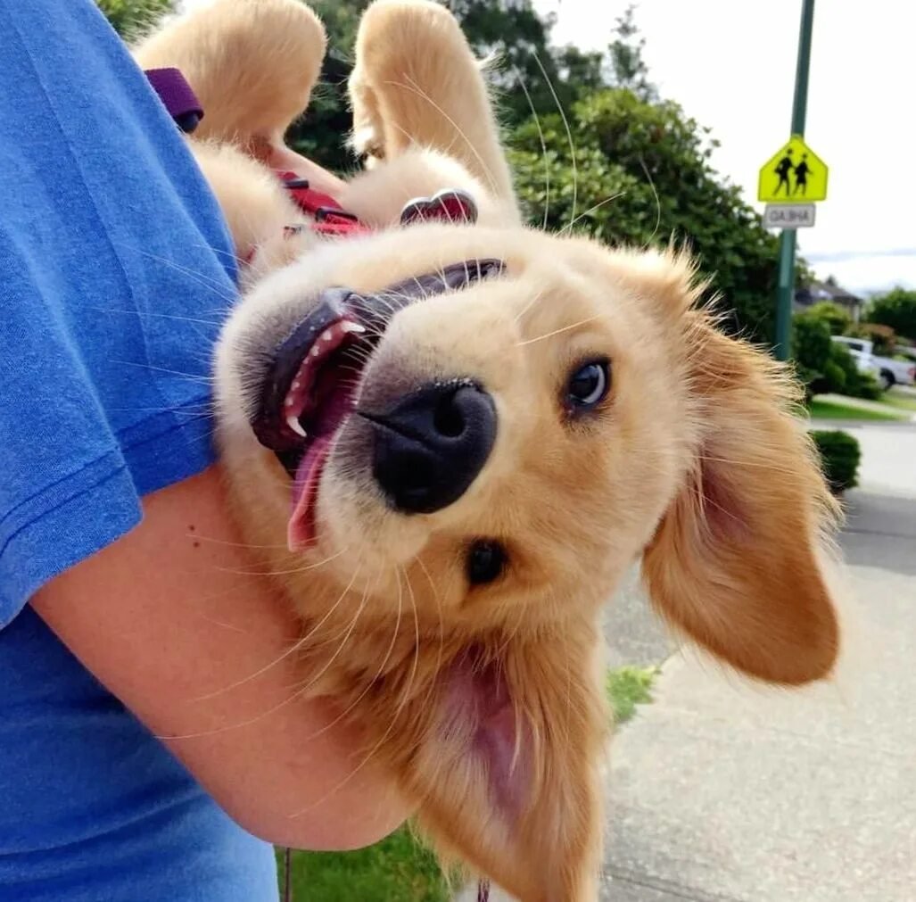 Собака радуется