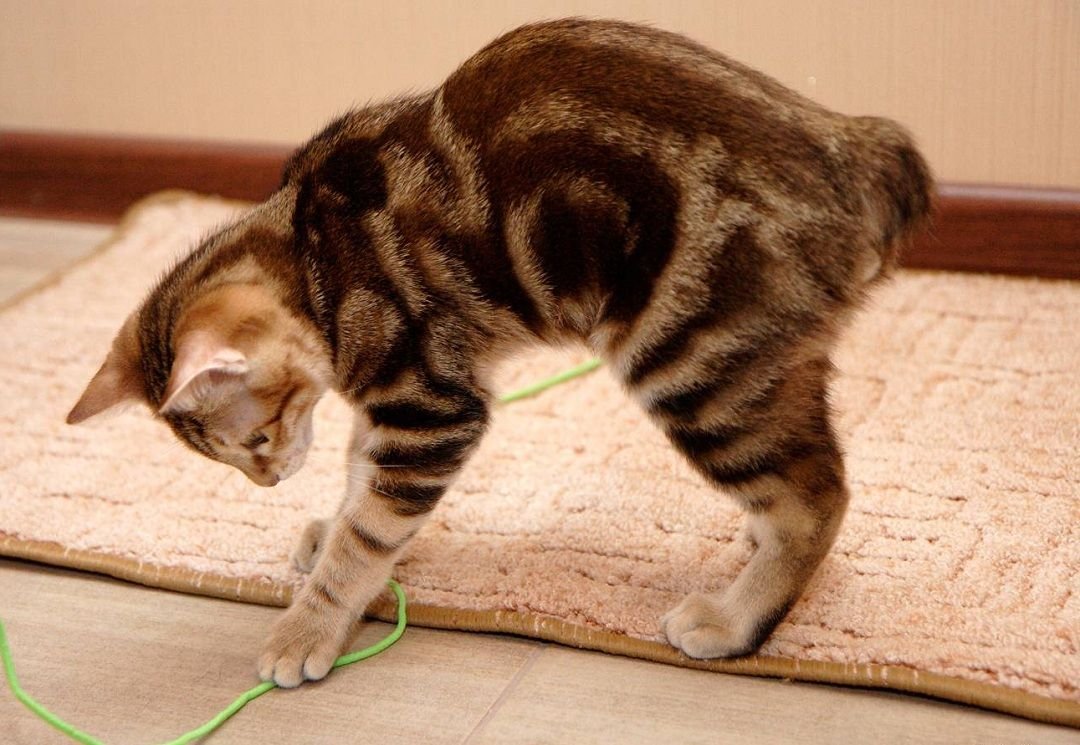 Боб Тейлор кошка