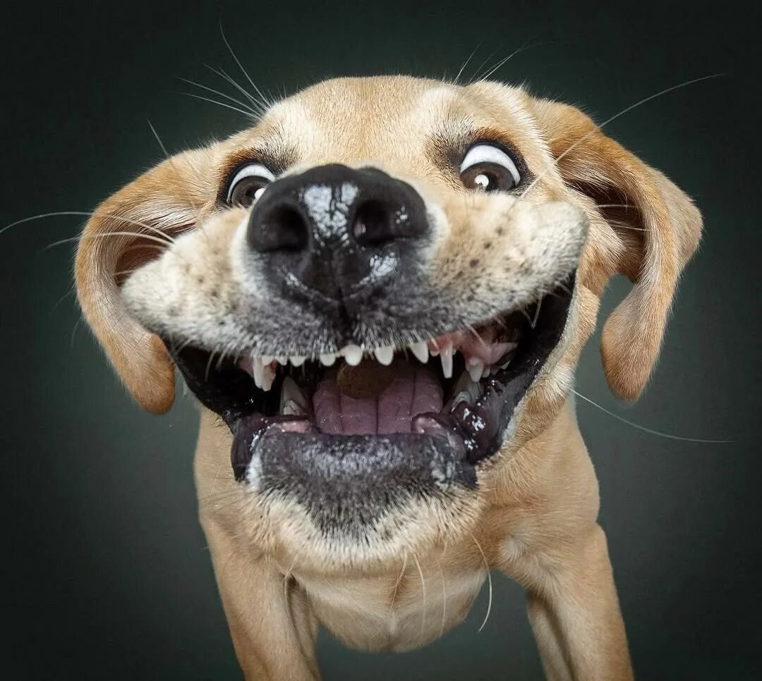 Собака ржет