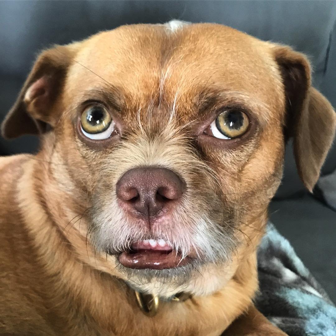 Смешные рожи собак