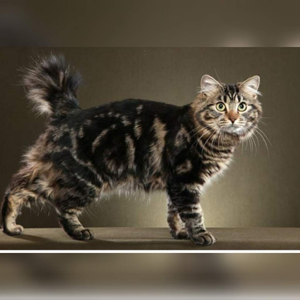 Американский бобтейл кошки