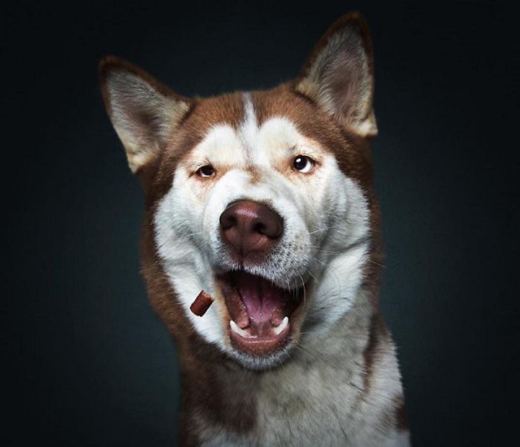 Эмоции собак