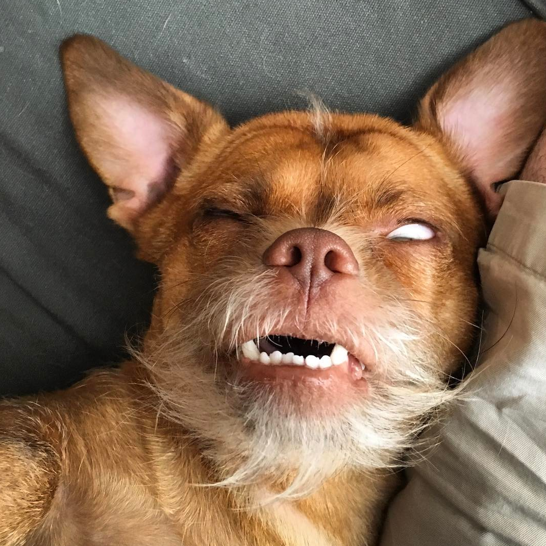 Невыспавшаяся собака