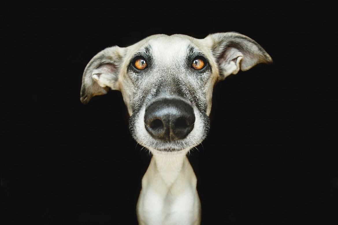 Elke Vogelsang собаки