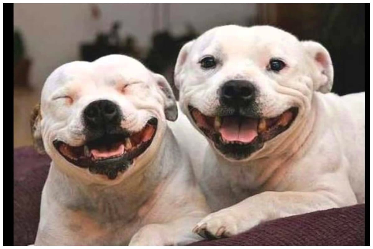 Собака смеется