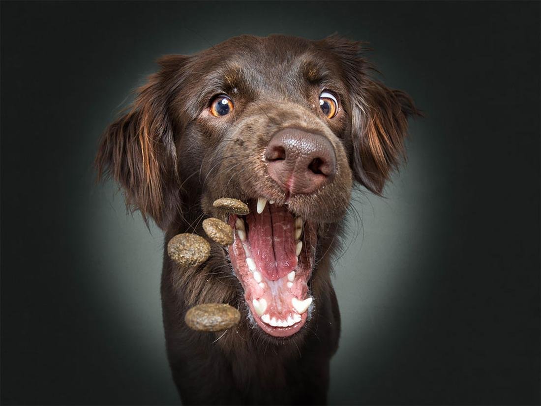 Лабрадор смешная морда