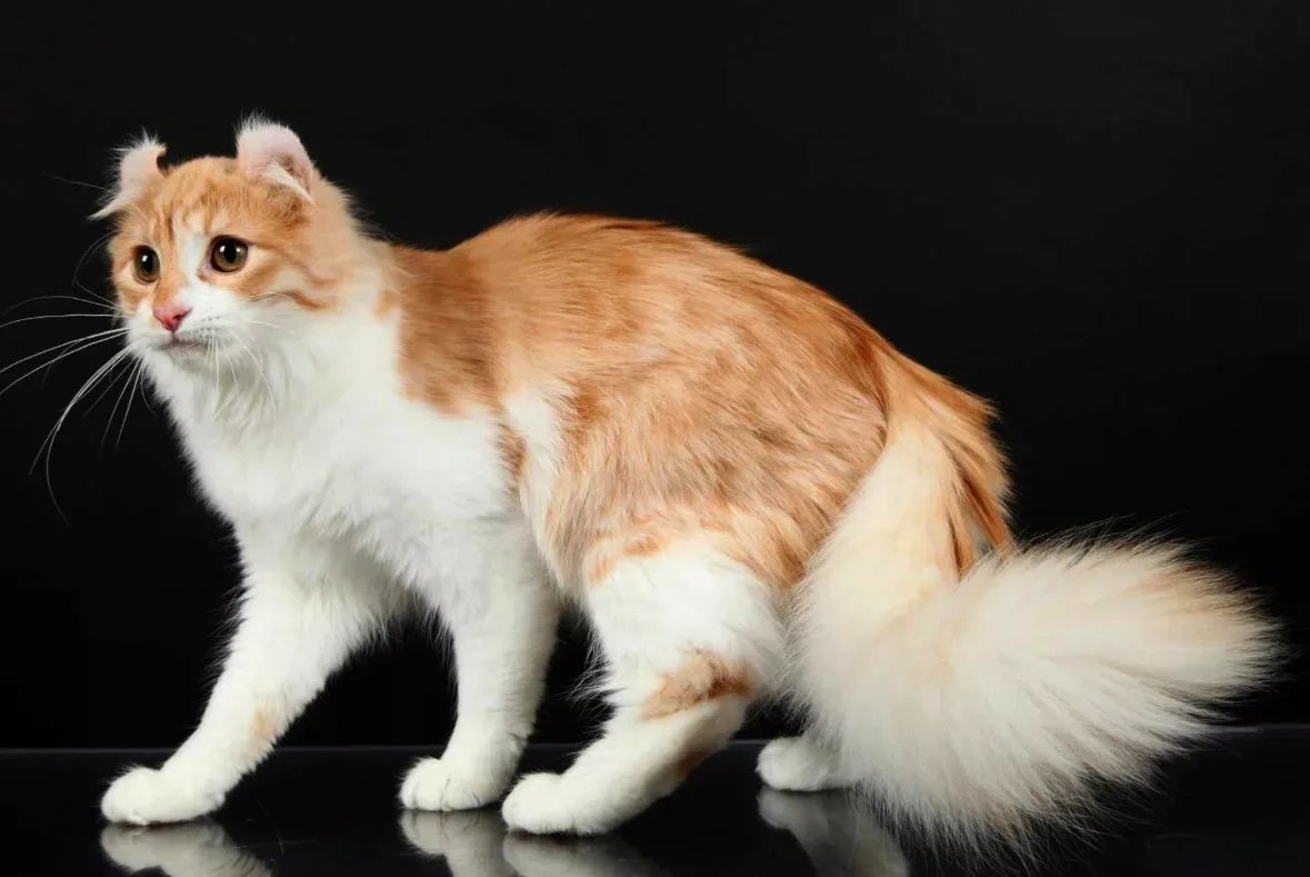 Кошка американский керл