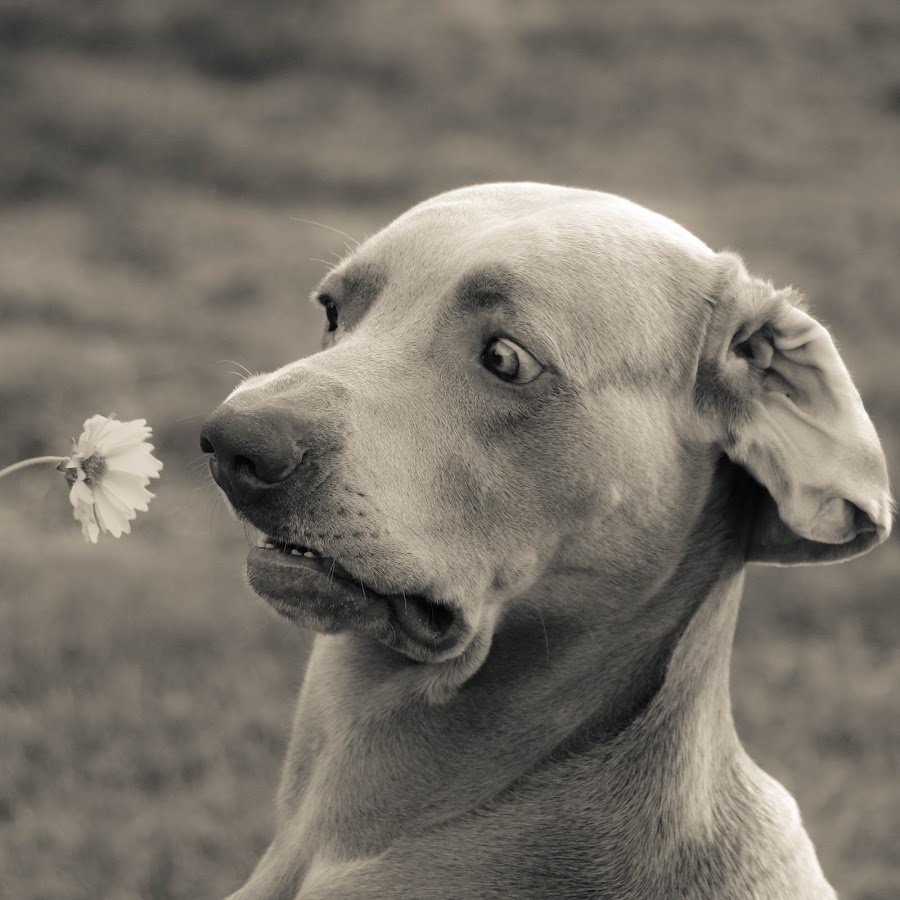 Глупая псина