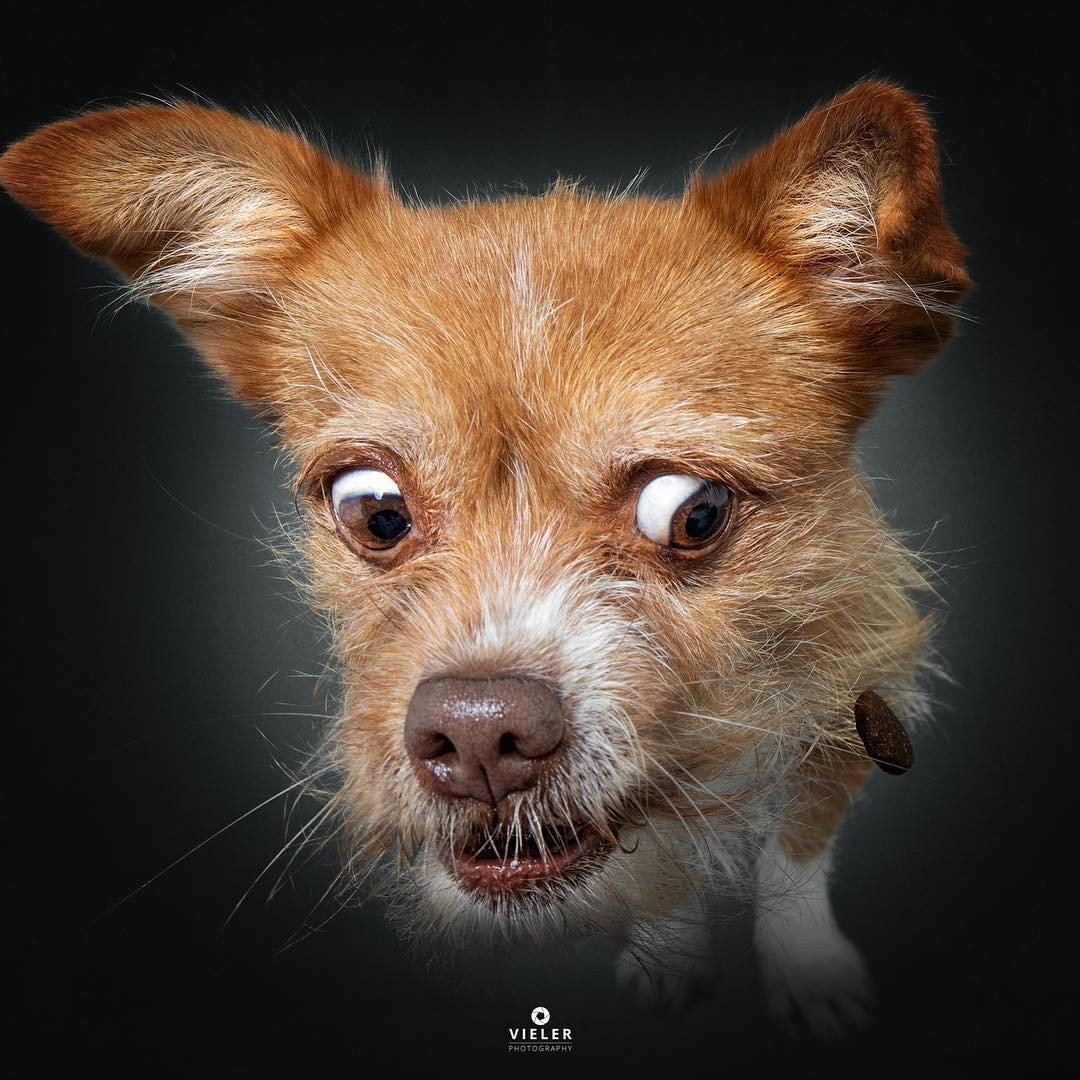 Эмоции собак