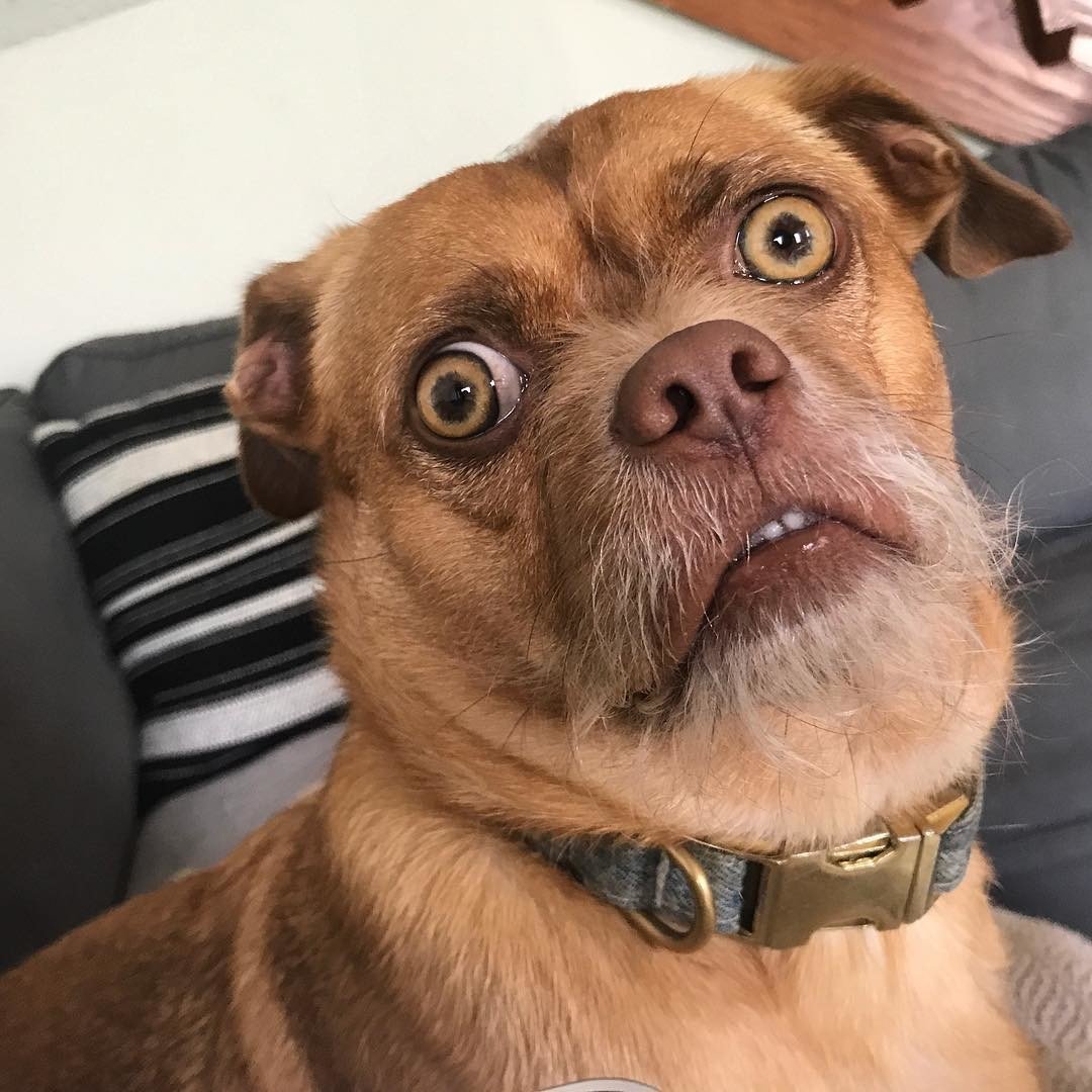 Собака удивление