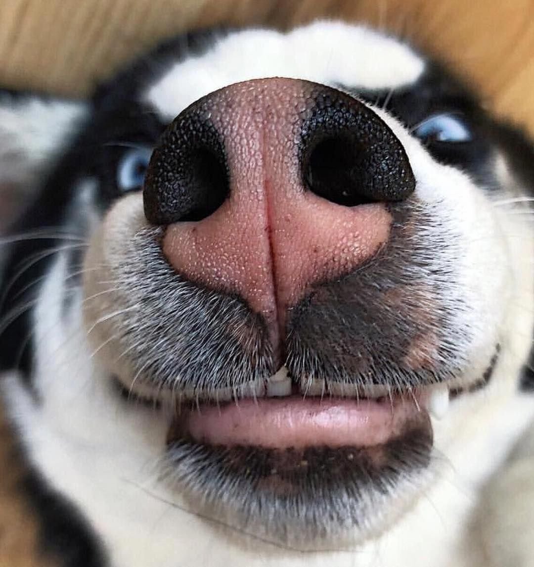 Собачья мордочка